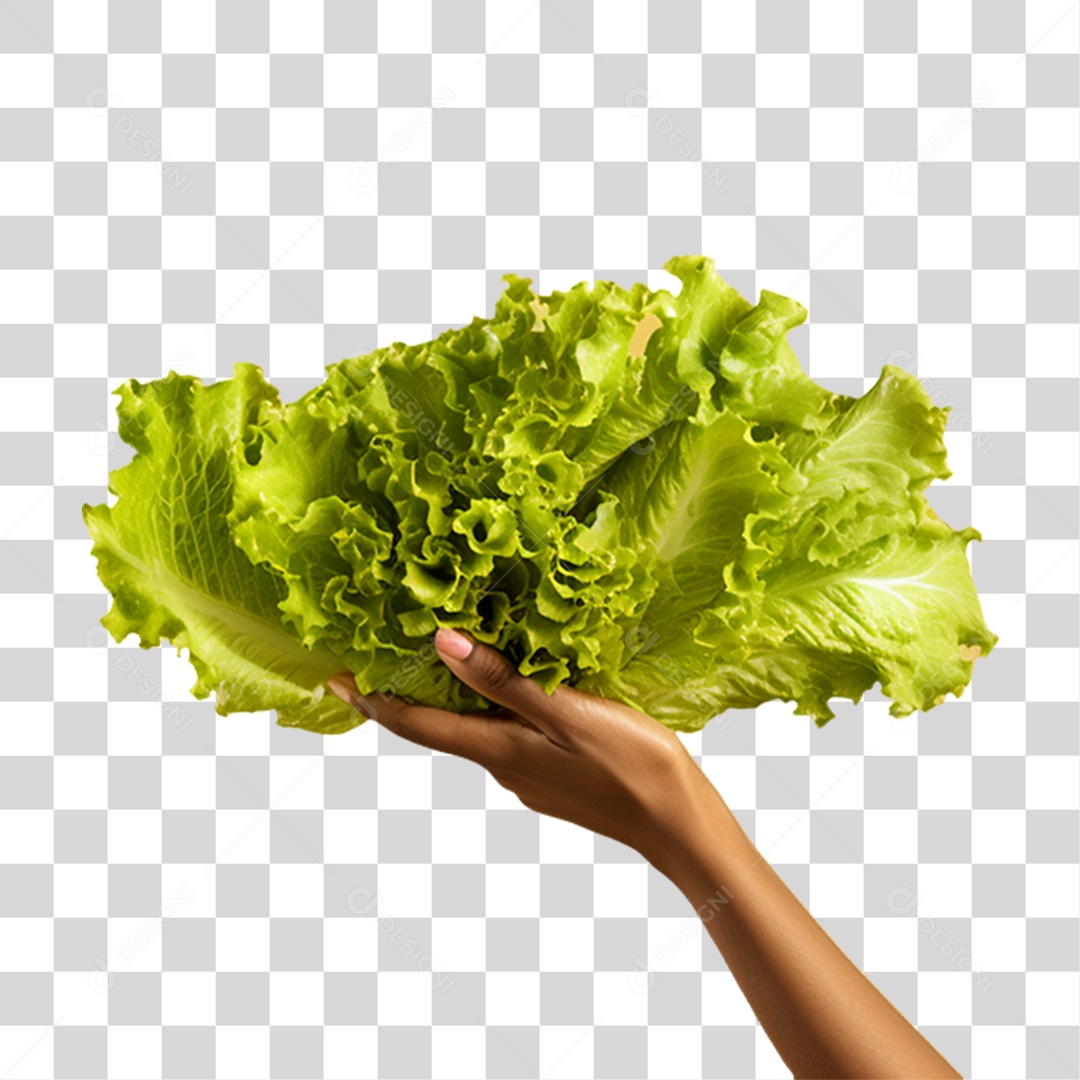 Mão Segurando um Alface PNG Transparente