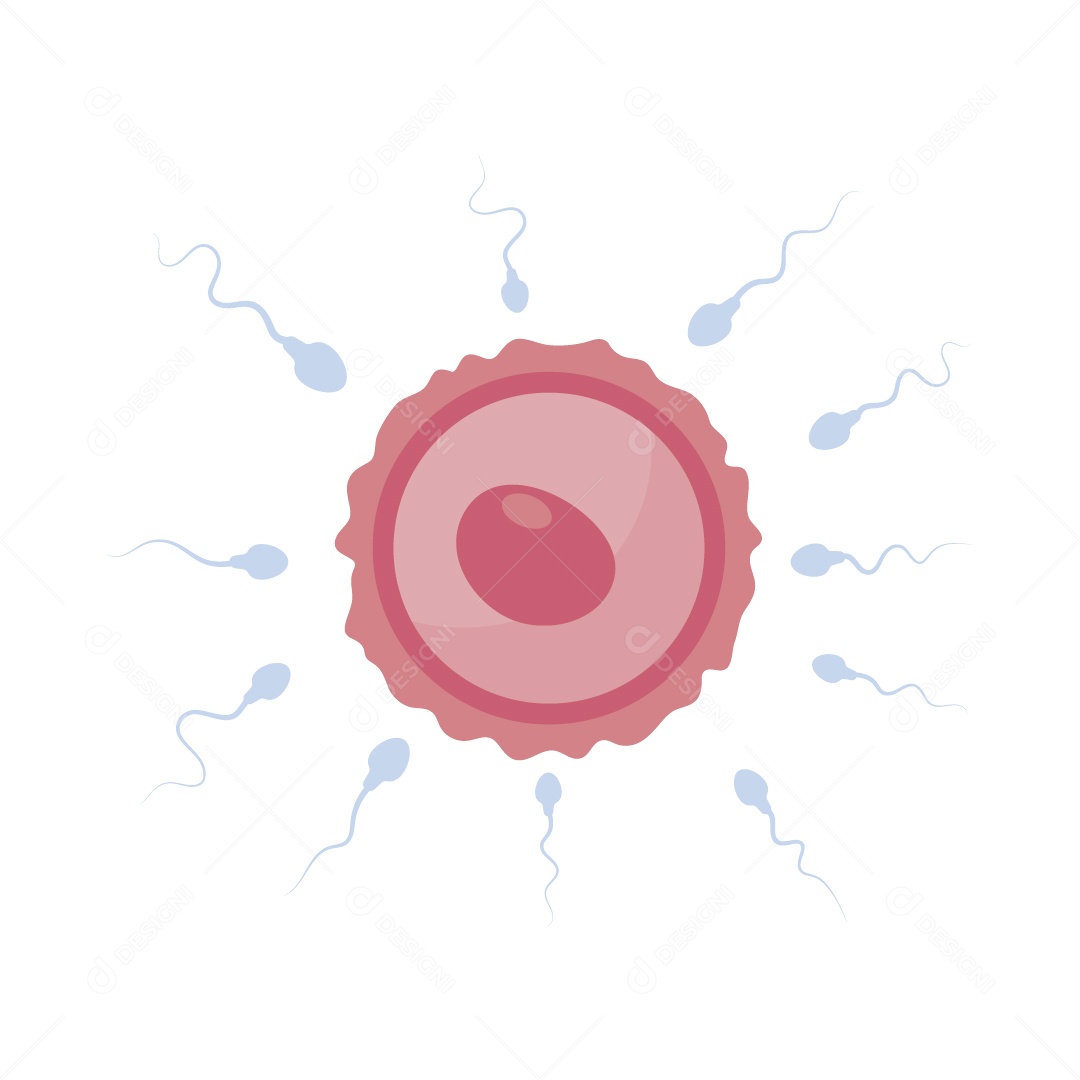 Ovulo e Esperma Ilustração Vetor EPS