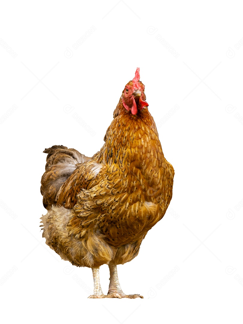 Linda galinha da penagem caramelo sobre fundo branco isolado