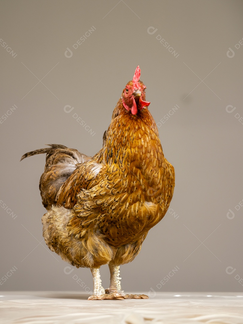 Linda galinha da penagem caramelo sobre fundo branco isolado