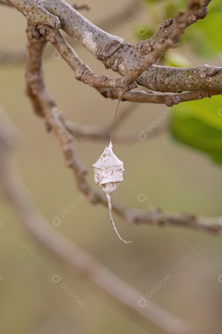 Casca de ovo de aranha Longspinneret da família Hersiliidae