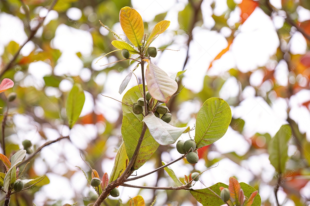 Amendoeira marinha da espécie Terminalia catappa