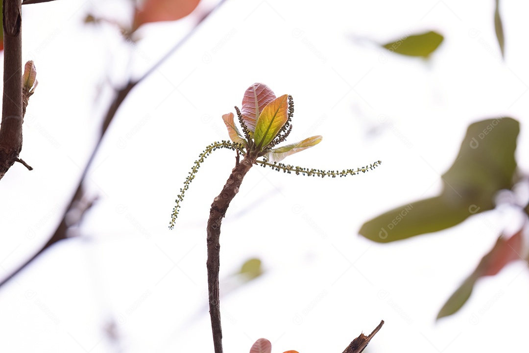 Amendoeira marinha da espécie Terminalia catappa