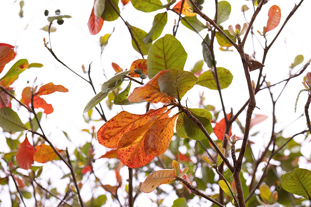 Amendoeira marinha da espécie Terminalia catappa