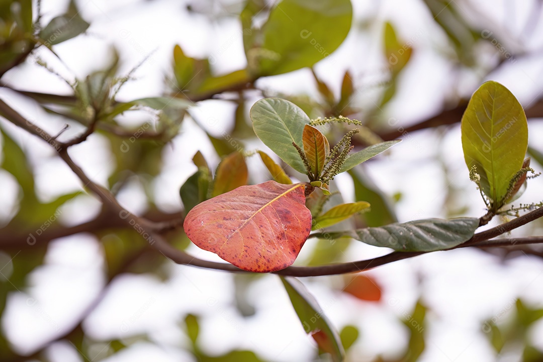 Amendoeira marinha da espécie Terminalia catappa