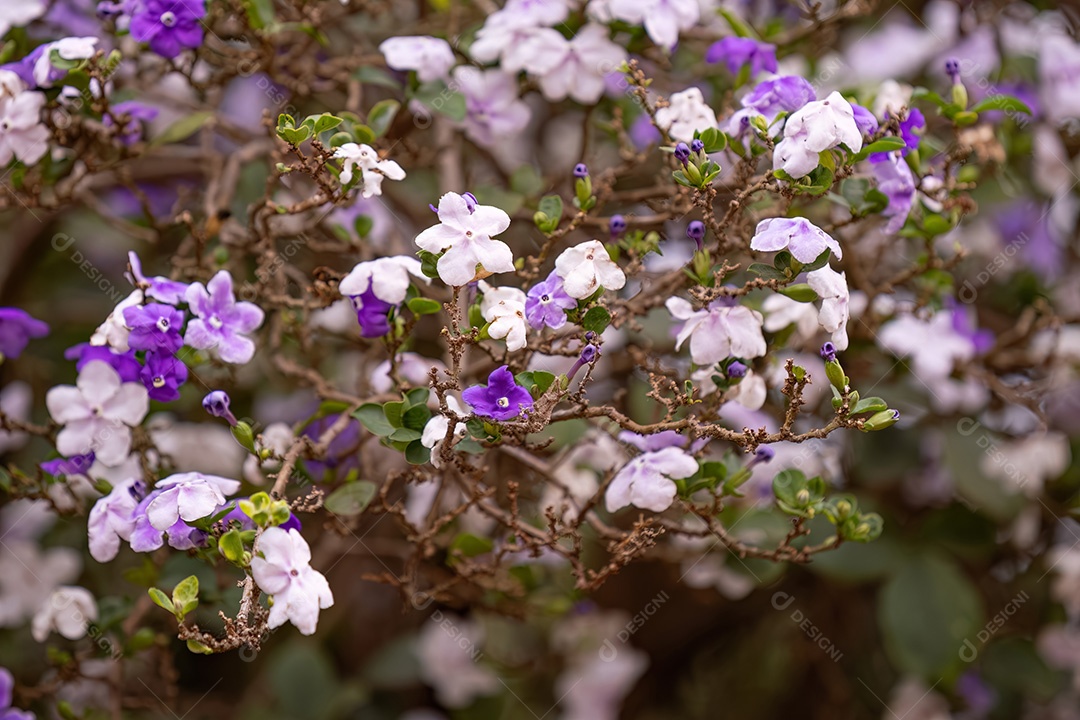 Brasil Raintree Planta da espécie Brunfelsia pauciflora