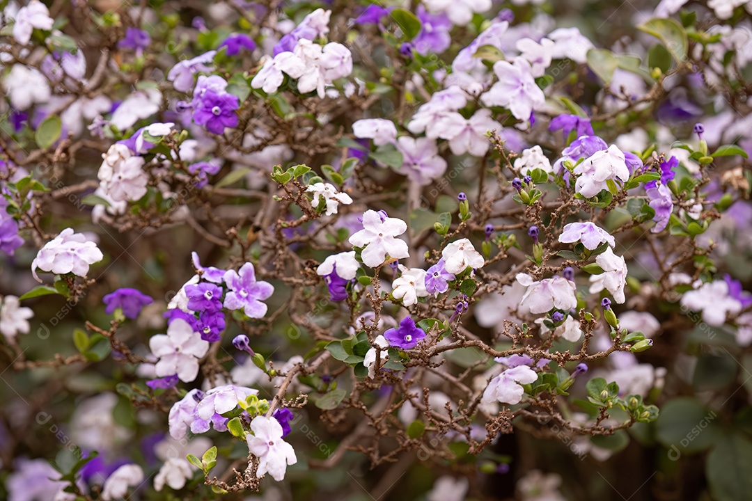 Brasil Raintree Planta da espécie Brunfelsia pauciflora