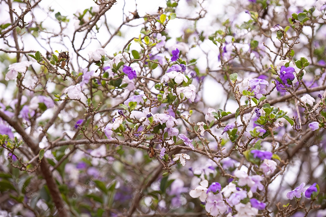 Brasil Raintree Planta da espécie Brunfelsia pauciflora