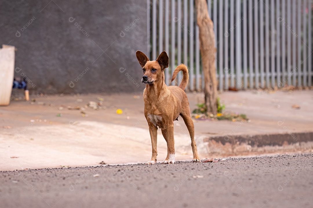 Cachorro mamífero animal na rua