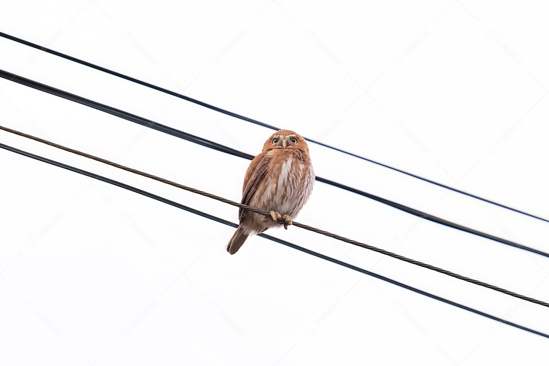 Coruja Pigmeu Ferruginosa Animal da espécie Glaucidium brasilianum
