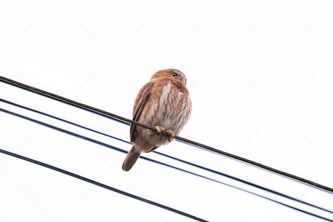 Coruja Pigmeu Ferruginosa Animal da espécie Glaucidium brasilianum