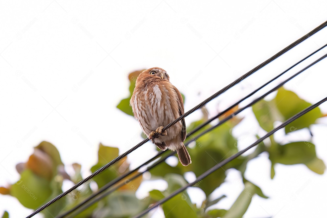 Coruja Pigmeu Ferruginosa Animal da espécie Glaucidium brasilianum