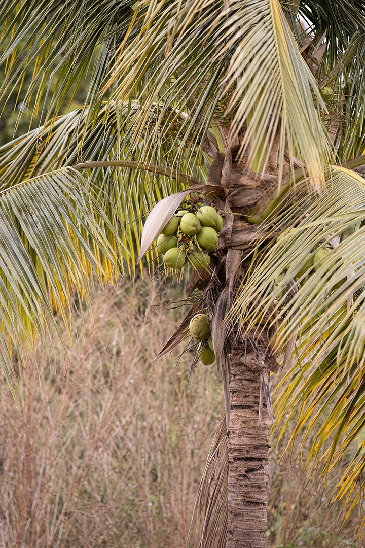 Coqueiro da espécie Cocos nucifera