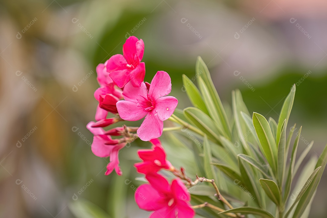 Planta com flor de oleandro da espécie Nerium oleander