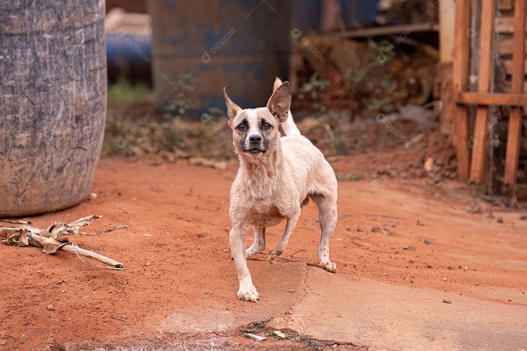 Cachorro mamífero animal na rua