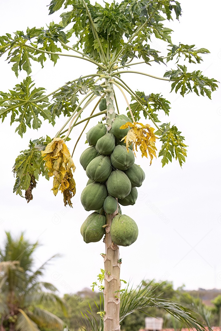 Mamoeiro com frutos da espécie Carica papaya