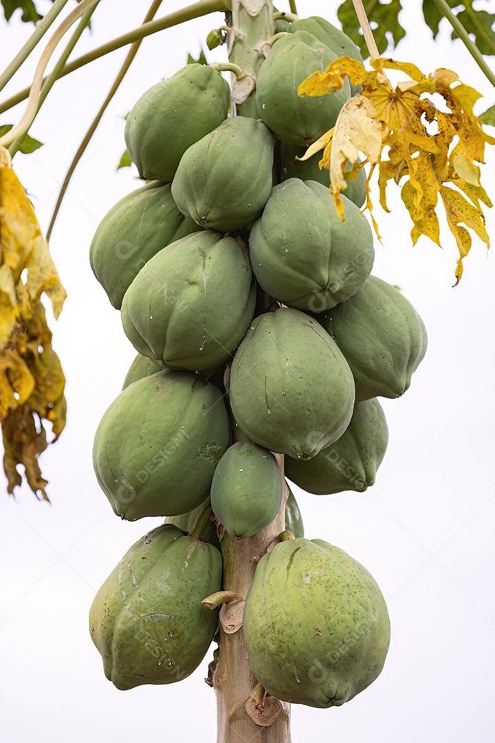Mamoeiro com frutos da espécie Carica papaya