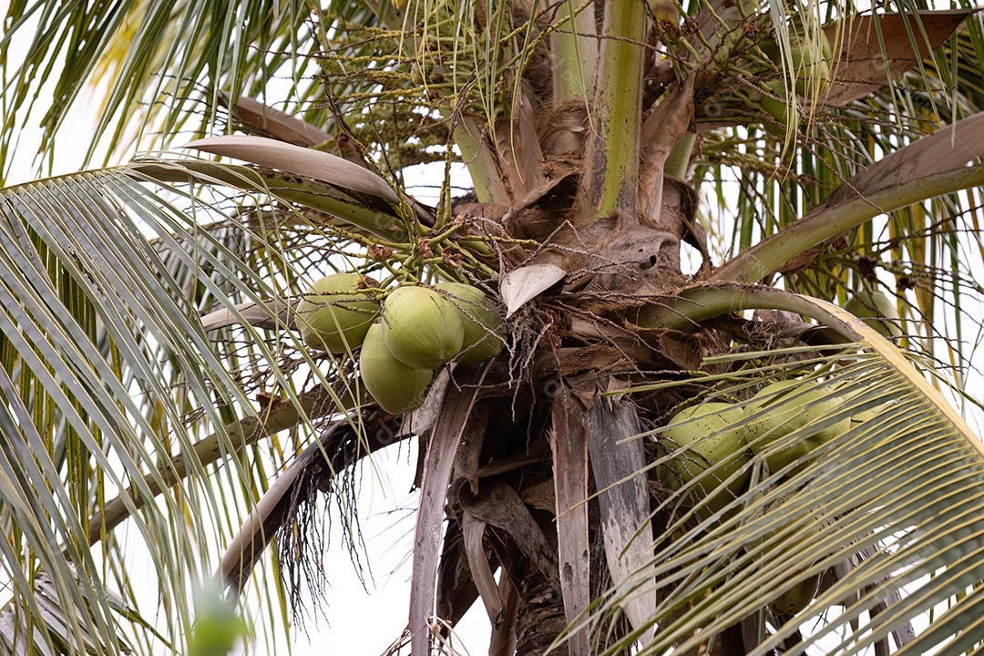 Coqueiro da espécie Cocos nucifera