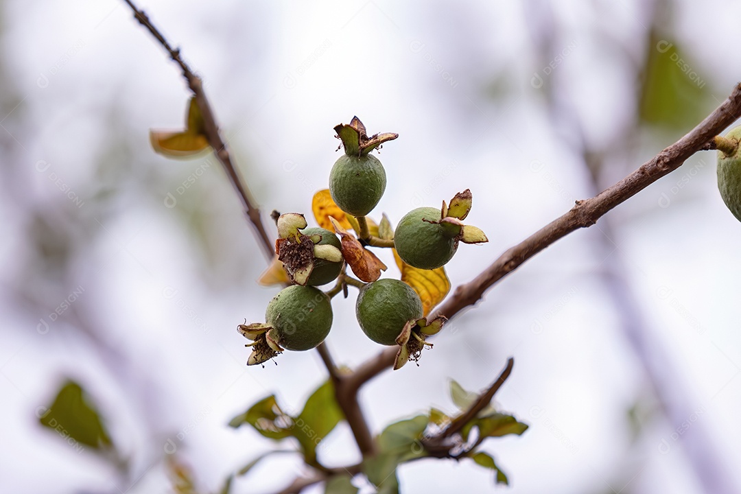 Goiabas Pequenas Frutas da Espécie Psidium guajava
