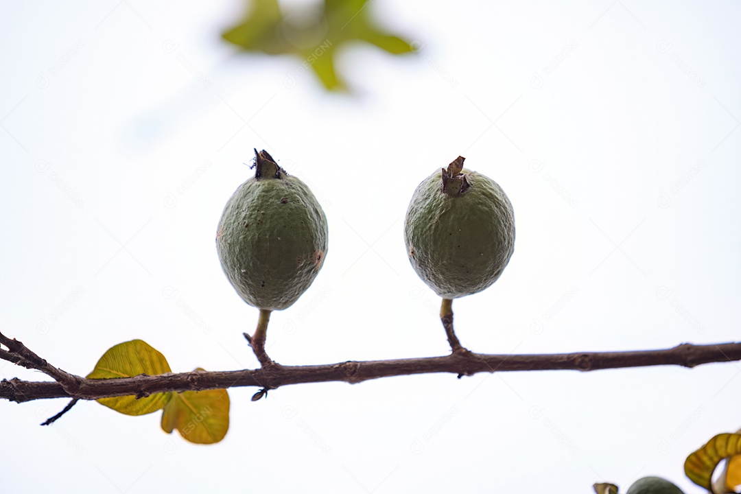 Goiabas Pequenas Frutas da Espécie Psidium guajava