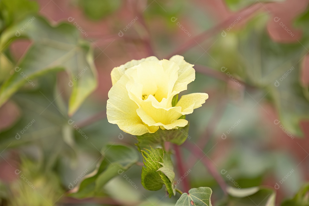 Algodoeiro de terras altas da espécie Gossypium hirsutum