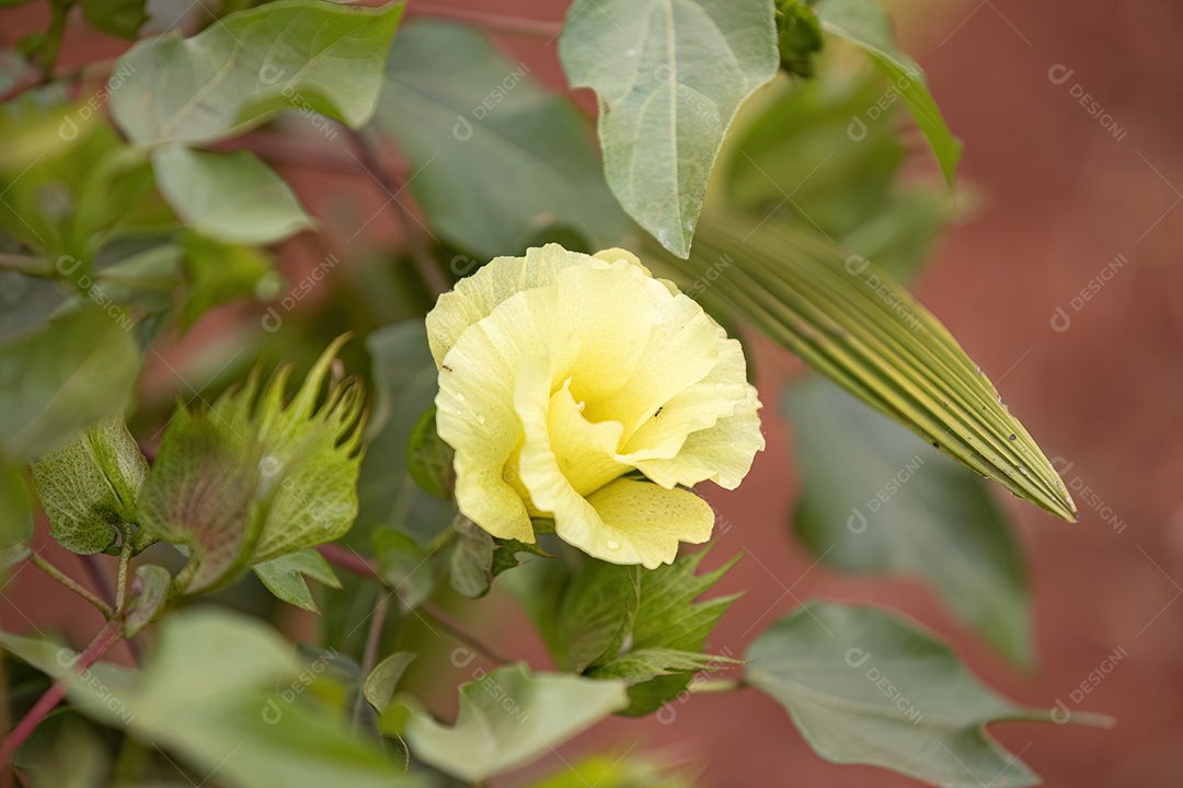Algodoeiro de terras altas da espécie Gossypium hirsutum