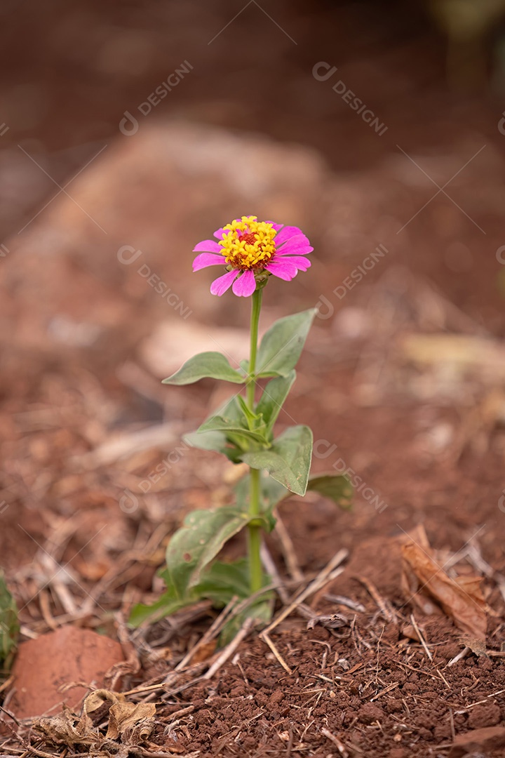 Elegante flor Zinnia da espécie Zinnia elegans