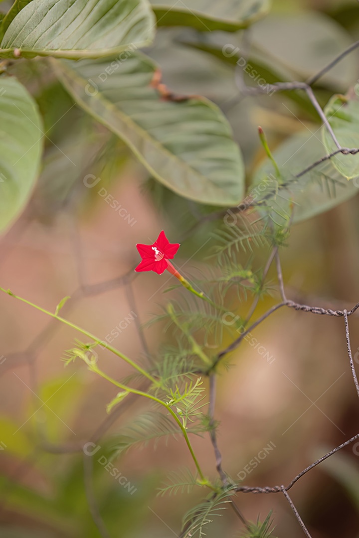 Flor de videira cipreste da espécie Ipomoea quamoclit