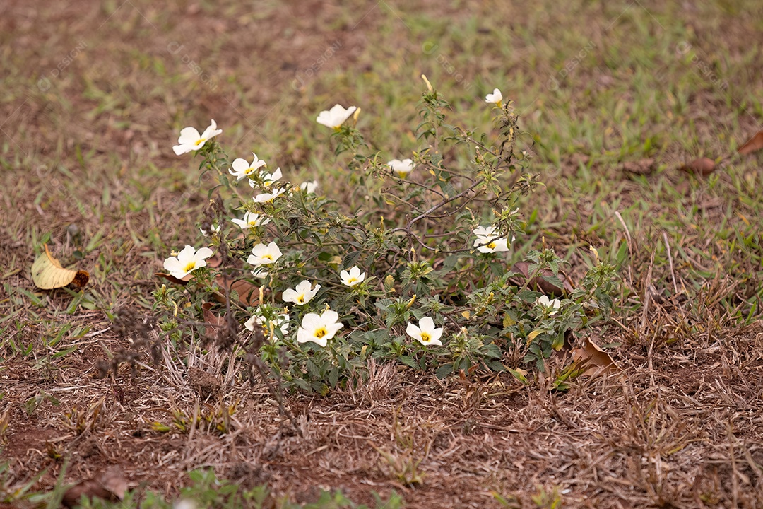 Pequena planta sensível do gênero Gênero Mimosa