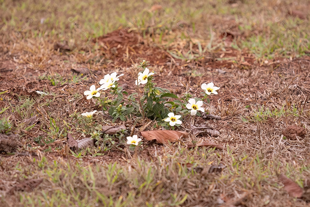 Planta florida do botão de ouro cubano da espécie Turnera subulata