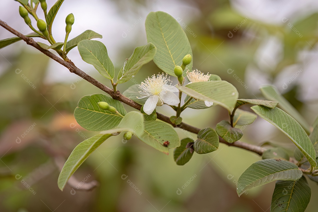 Flor de Goiabas Pequenas da Espécie Psidium guajava