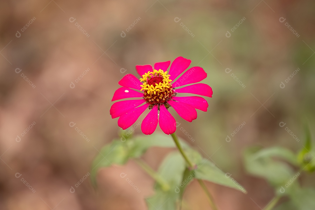 Elegante flor Zinnia da espécie Zinnia elegans