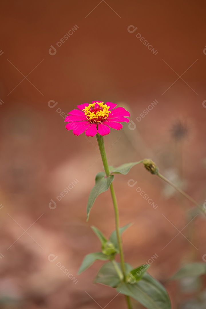 Elegante flor Zinnia da espécie Zinnia elegans