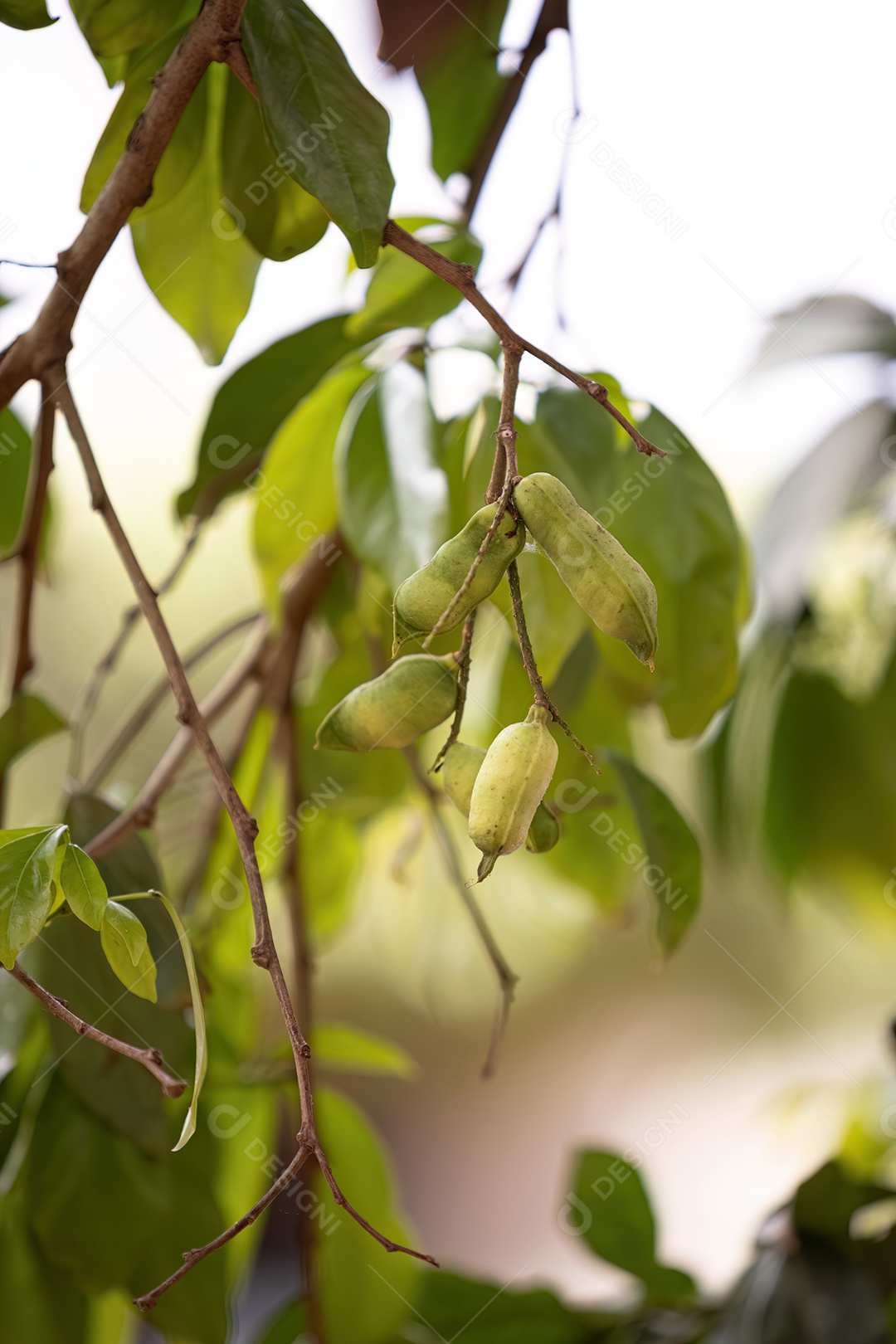 Frutos da árvore frutífera brasileira chamada inga