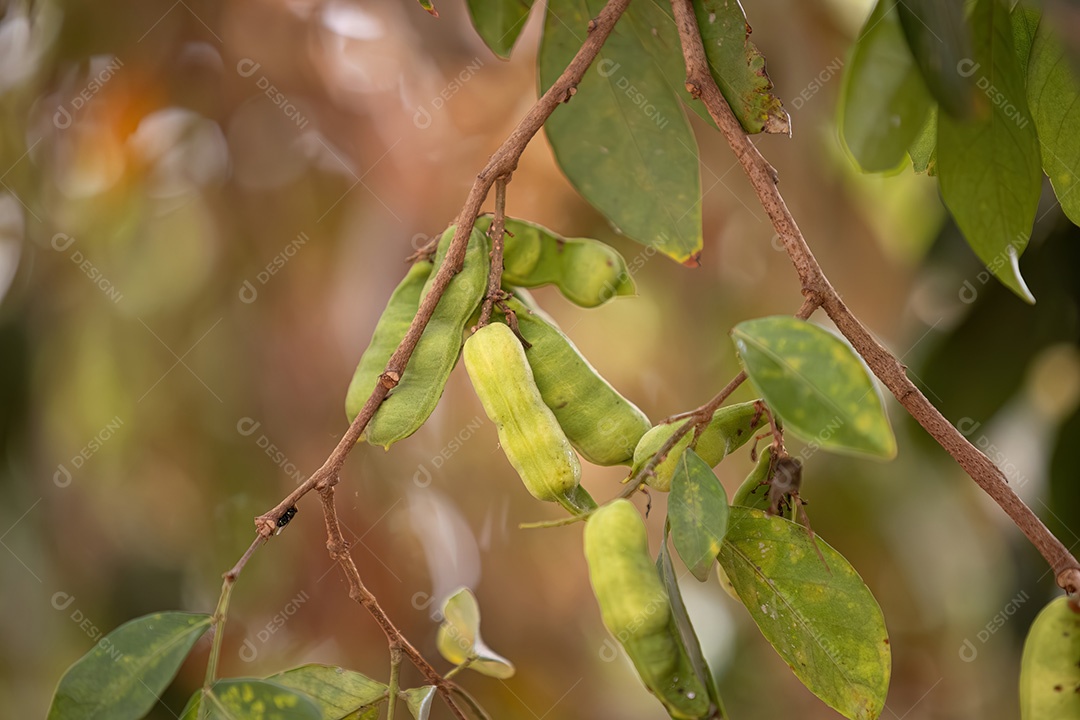 Frutos da árvore frutífera brasileira chamada inga