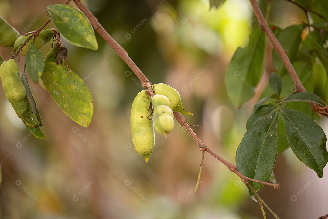 Frutos da árvore frutífera brasileira chamada inga