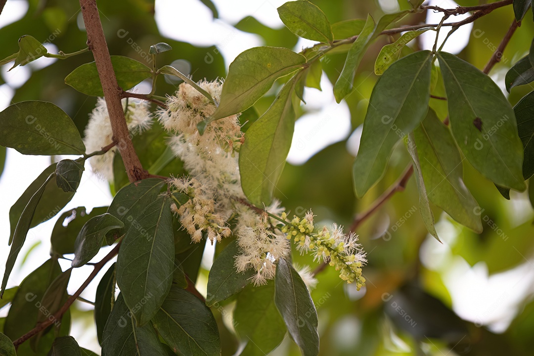 Flores da árvore frutífera brasileira chamada ingá