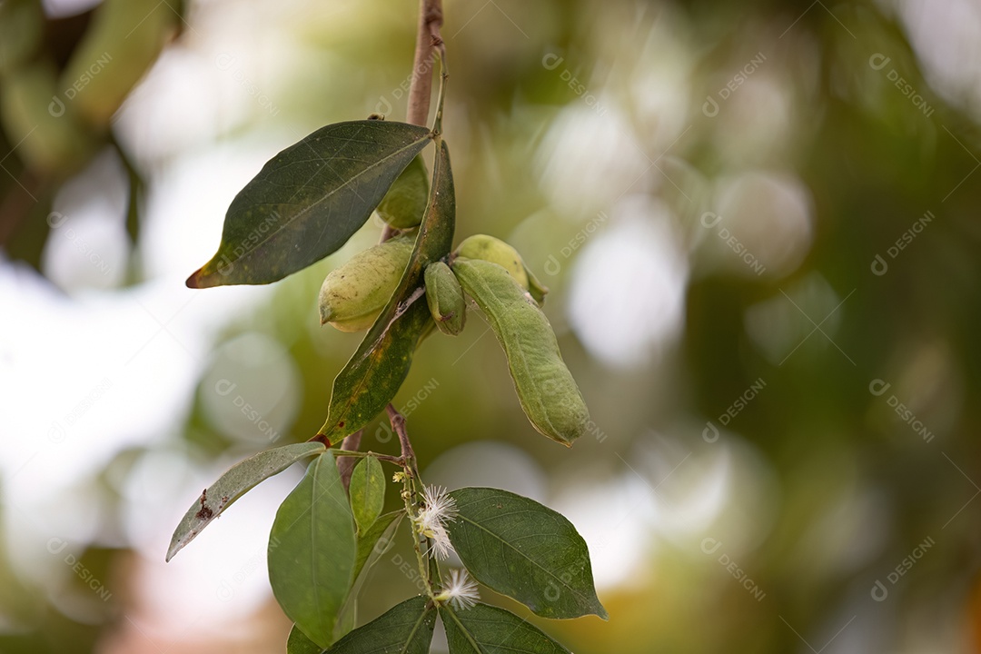 Frutos da árvore frutífera brasileira chamada inga