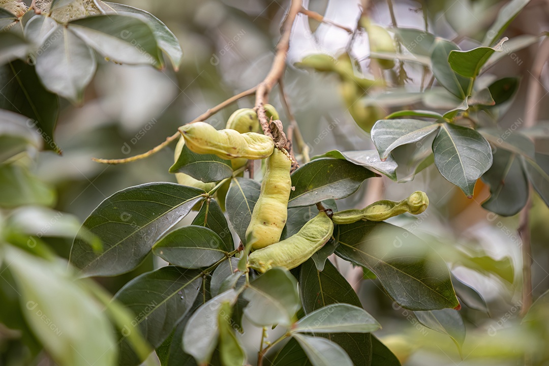 Frutos da árvore frutífera brasileira chamada inga