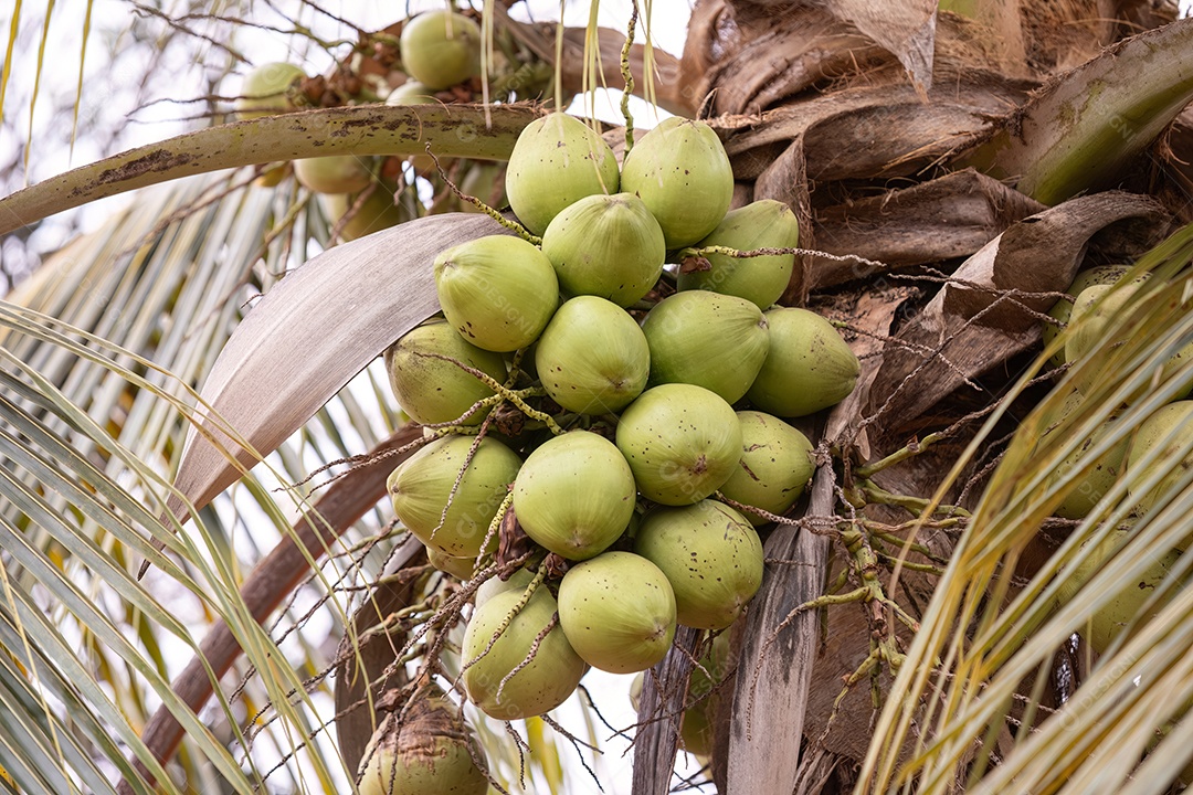 Coqueiro da espécie Cocos nucifera