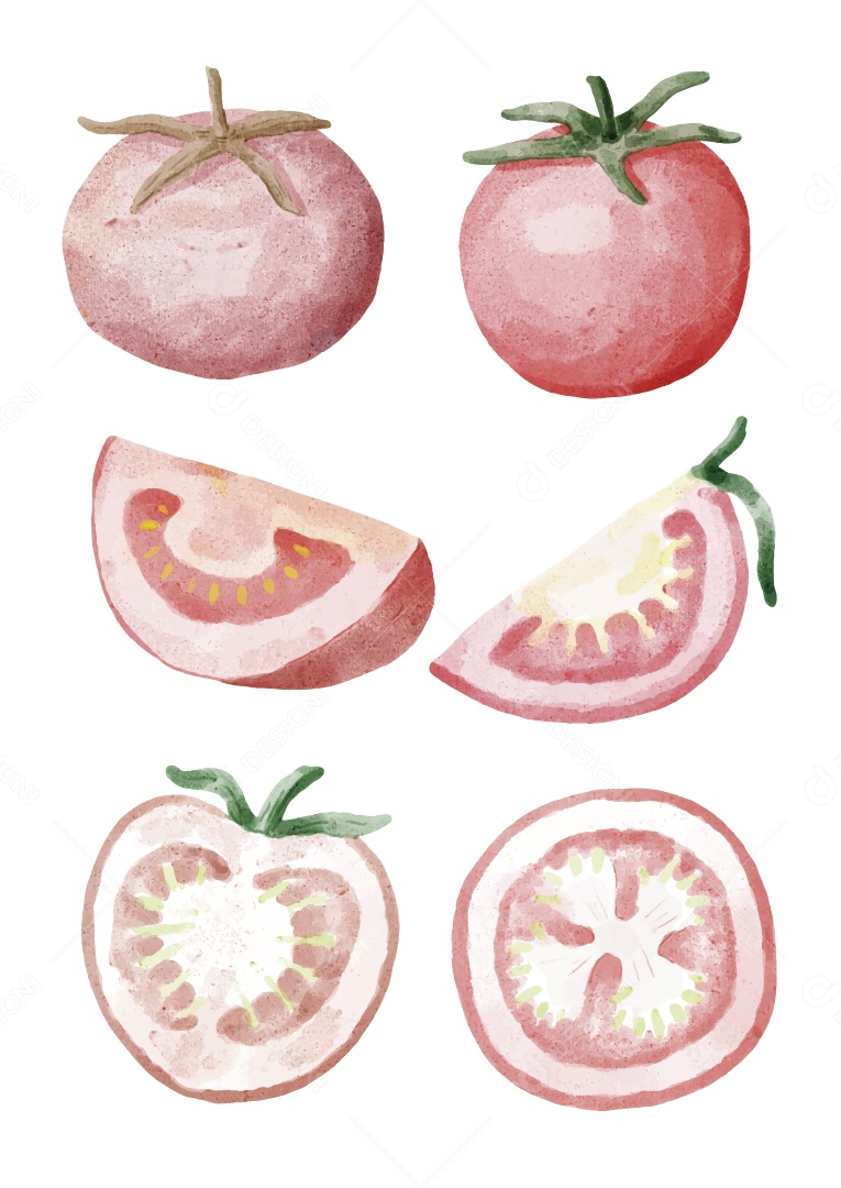 Tomate Ilustração Vetor EPS