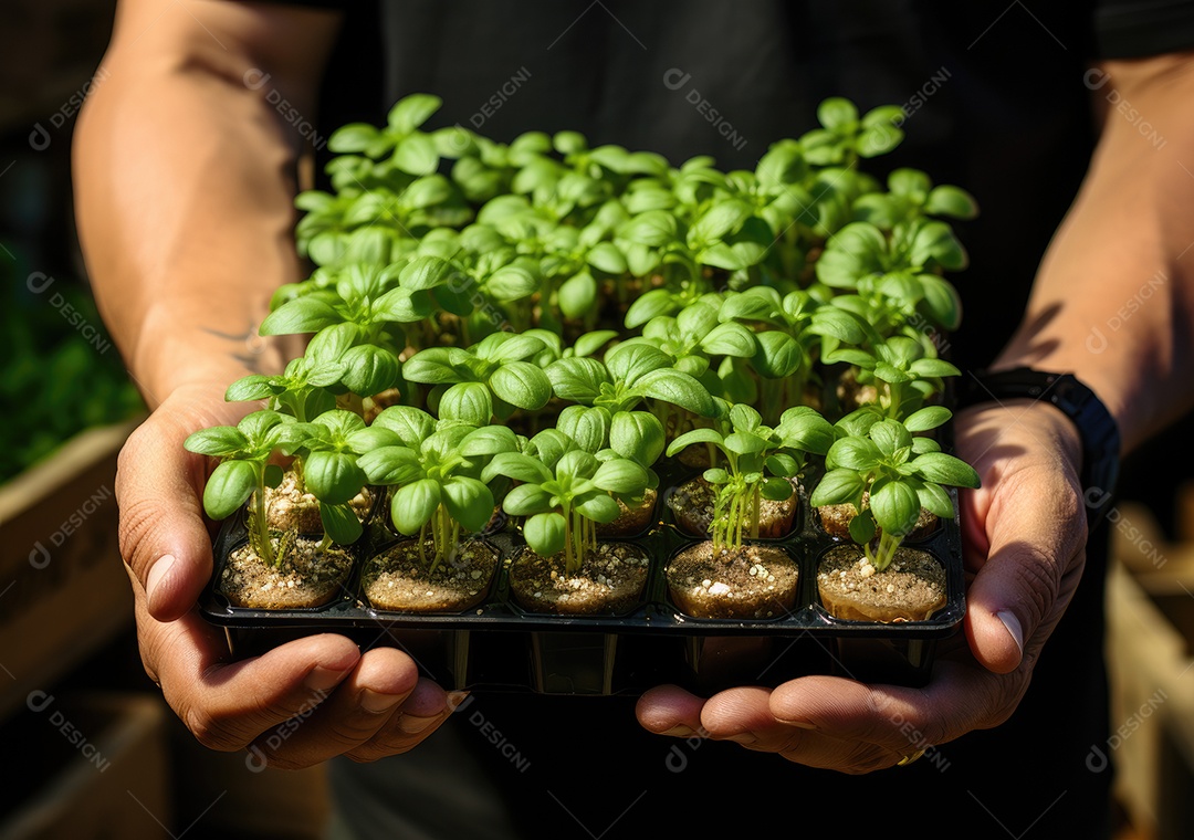 Mãos de pessoa segurando caixa de madeira com verduras