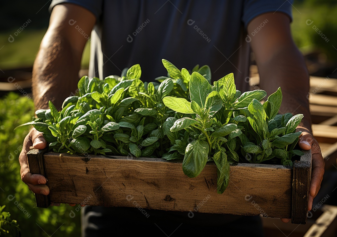 Mãos de pessoa segurando caixa de madeira com verduras