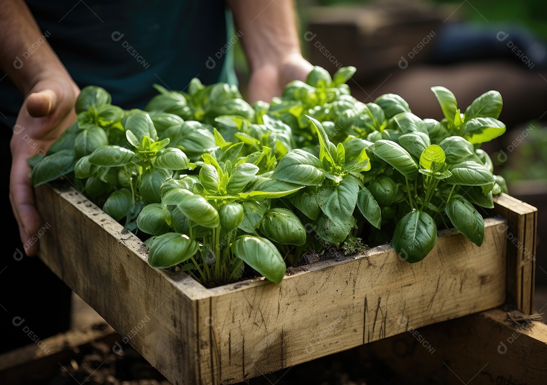 Mãos de pessoa segurando caixa de madeira com verduras
