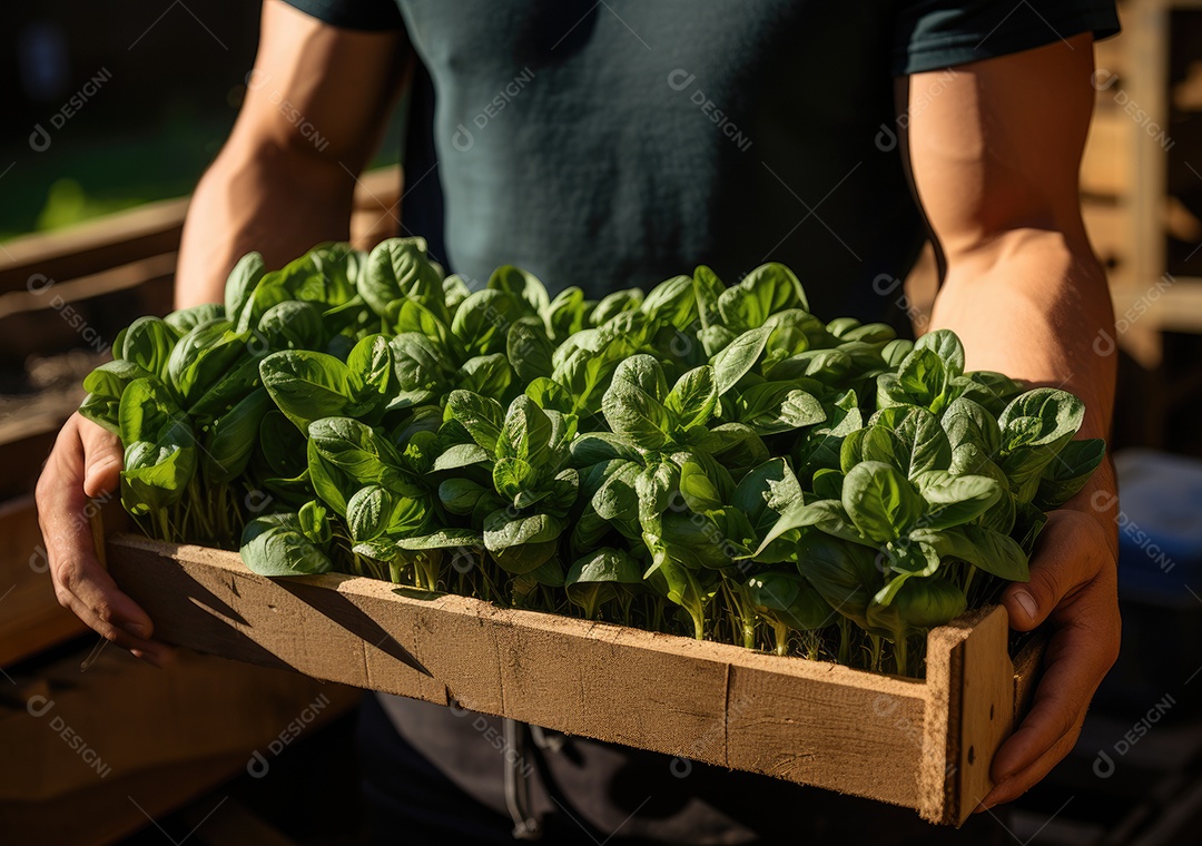 Mãos de pessoa segurando caixa de madeira com verduras