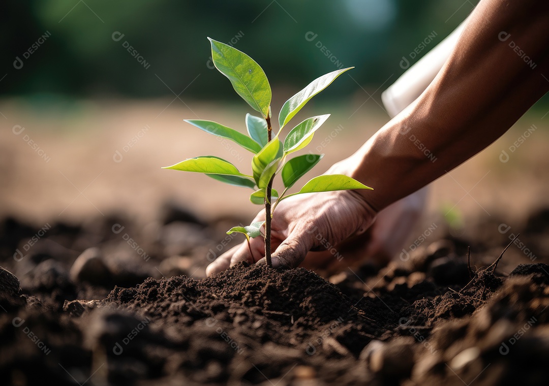 Mãos de pessoa agricultora plantando