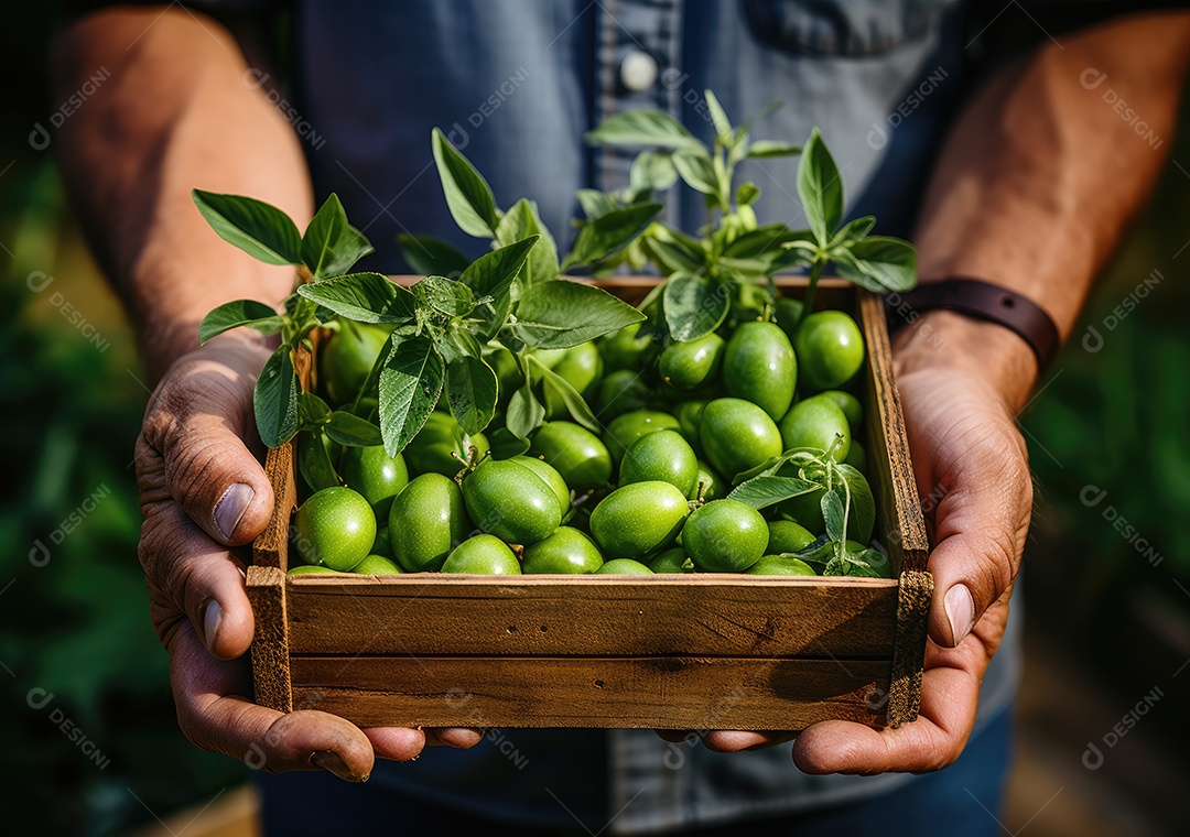 Mãos de pessoas segurando Verduras sobre uma caixa de madeira