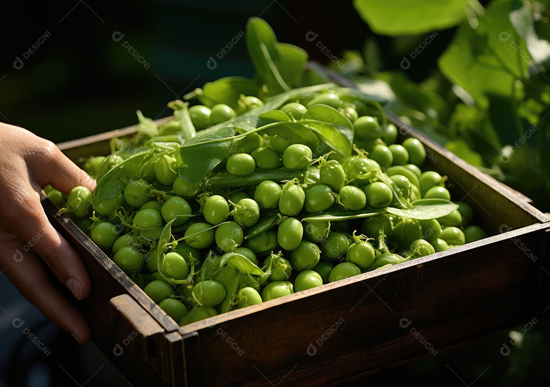 Mãos de pessoas segurando Verduras sobre uma caixa de madeira