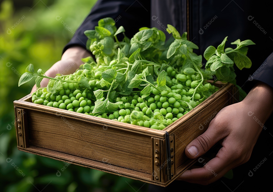 Mãos de pessoas segurando Verduras sobre uma caixa de madeira