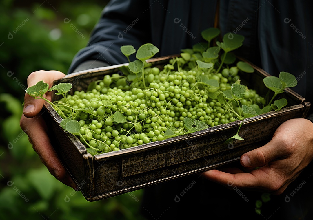 Mãos de pessoas segurando Verduras sobre uma caixa de madeira